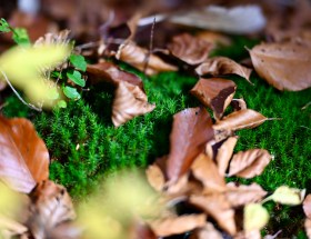 Mousse et feuilles 2